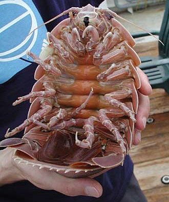 giant isopod